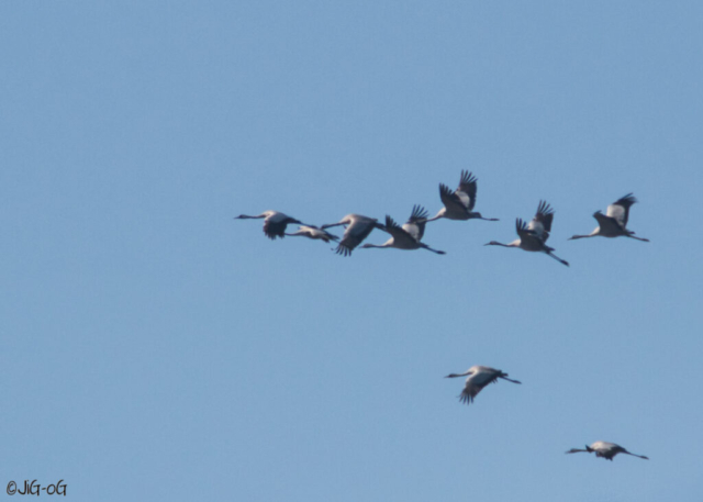 Grullas en el Rosarito ISO 400, f/9, 1/1600s 500mm