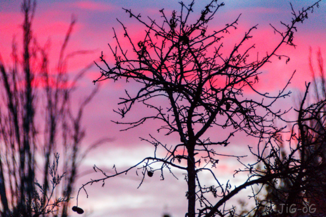 En la laguna del soto de las juntas (Rivas vaciamadrid). Canon 70D 1/125 seg en f/6,3 ISO 4000 distancia focal 16o mm. Objetivo Sigma 18-300