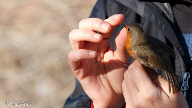 Anillamiento de aves organizado por papageno birding. Canon 70D, 1/200 seg. a f/5.6, ISO 160, focal 128 mm.