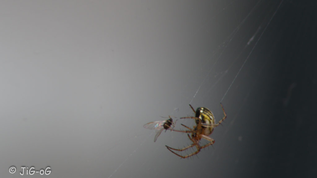 Canon 70D. Objetivo tamron 70-300 Macro.  1/50 seg. a f/10 ISO 100. Distancia focal 300 mm.