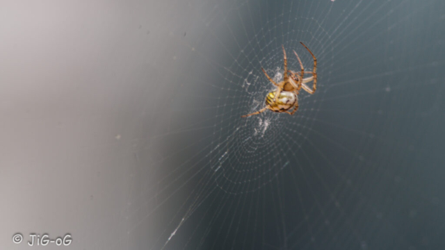 Canon 70D f/10 1/15 ISO 100 focal 300mm macro