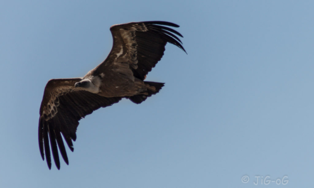 Canon 1100D. 1/2000 en f/5,0 ISO 200 distancia focal 238mm. Objetivo tamron 70-300