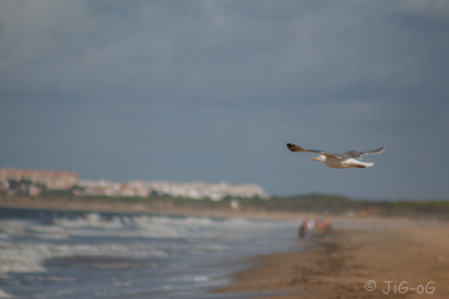 Canon 70D  f/5,6 1/3200s ISO 2000 focal 300mm