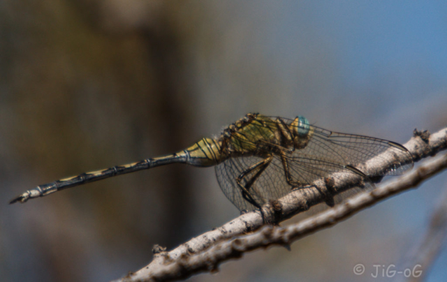 Canon70D. 1/500 seg. en f/6,3 ISO 125 distancia focal 363 mm. Objetivo Sigma 50-500