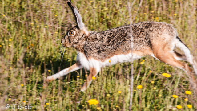 Canon 70D. 1/400 seg, en f/10 ISO 320 distancia focal 239 mm objetivo Sigma 18-300