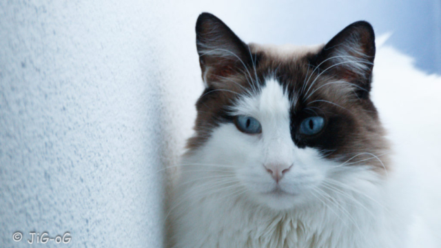 Canon 70D 1/20 seg en f/6,3 ISO 1600 distancia focal 300 mm. Objetivo Sigma 18-300