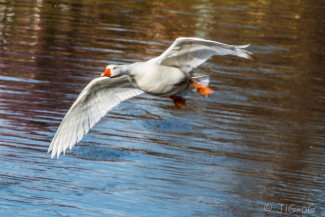 Canon 70D 1/500 seg. en f/8 ISO 250 distancia focal 300mm. Objetivo Sigma 18-300