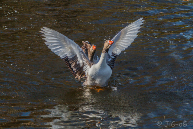 Canon 70D 1/2500 en f/6,3 ISO 200 distancia focal 150mm. Objetivo Sigma 18-300